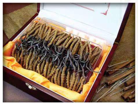 黄陂冬虫夏草回收?